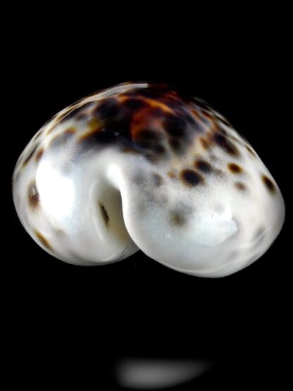 Cypraea tigris lorenzi ... flat Marquesan forme... 77,6 mm X 45,5 mm Gem (-)-36679