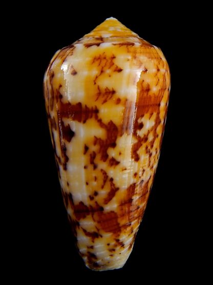 Conus floccatus magdalenae 54,3 mm Gem-36780