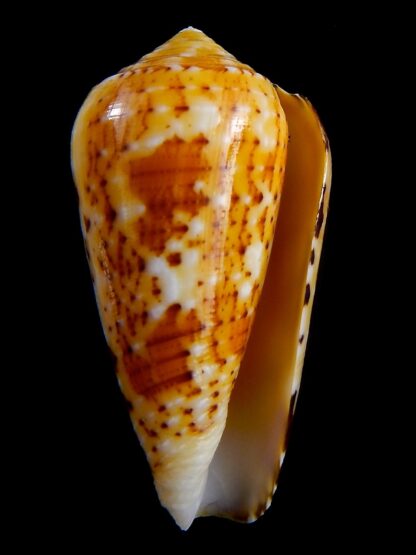 Conus floccatus magdalenae 54,3 mm Gem-36781