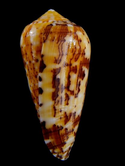 Conus floccatus magdalenae 54,3 mm Gem-36783