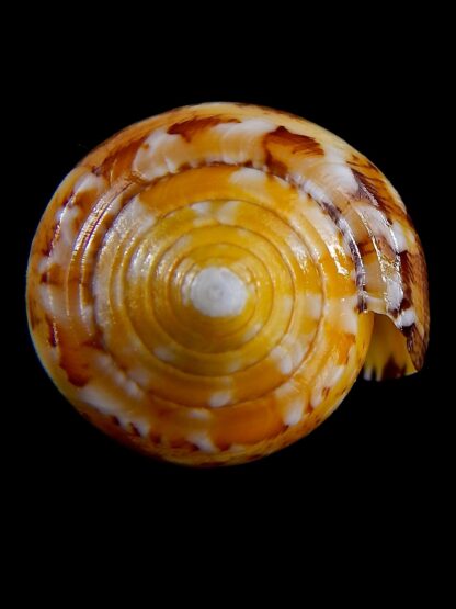 Conus floccatus magdalenae 54,3 mm Gem-36784