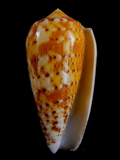 Conus floccatus magdalenae 56,8 mm Gem-36802