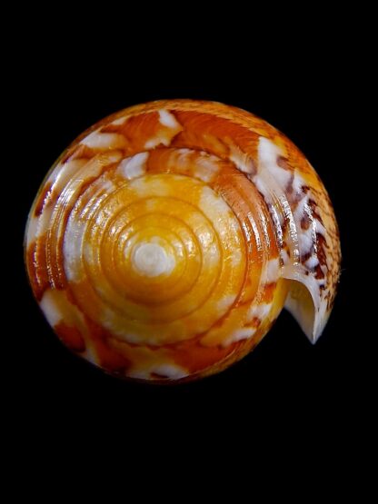 Conus floccatus magdalenae 56,8 mm Gem-36803