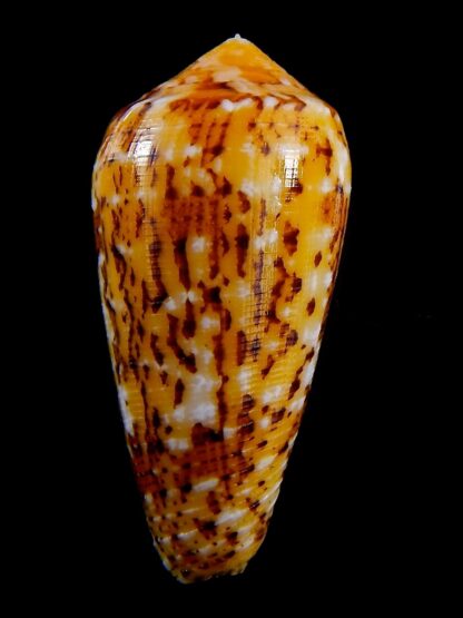 Conus floccatus magdalenae 53,3 mm Gem-36770
