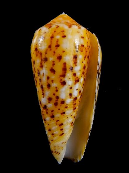 Conus floccatus magdalenae 53,3 mm Gem-36771