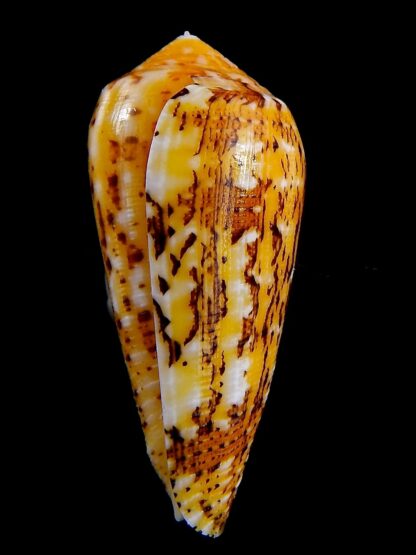 Conus floccatus magdalenae 53,3 mm Gem-36773