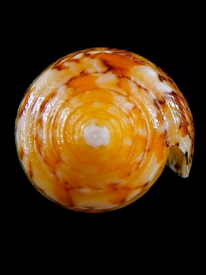 Conus floccatus magdalenae 53,3 mm Gem-36774