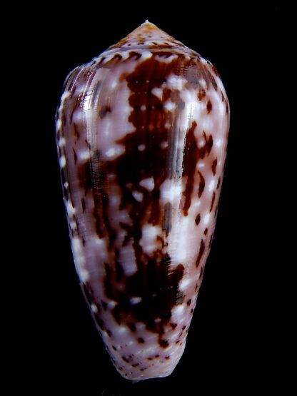 Conus floccatus floccatus ..purple ..64 mm Gem-36870