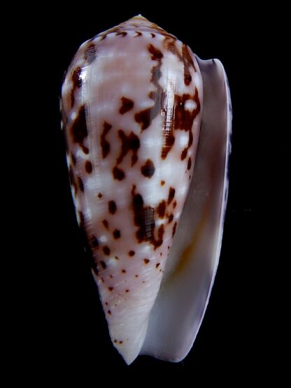 Conus floccatus floccatus ..purple ..64 mm Gem-36871