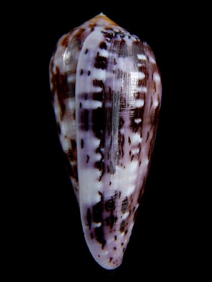 Conus floccatus floccatus ..purple ..64 mm Gem-36874