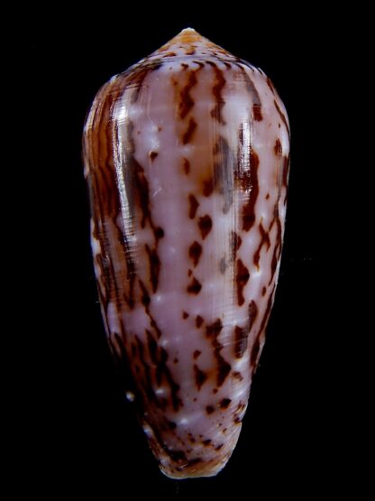 Conus floccatus floccatus ..purple ..67,3 mm Gem-36901