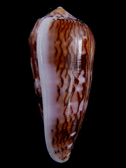 Conus floccatus floccatus ..purple ..67,3 mm Gem-36902