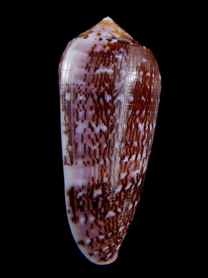 Conus floccatus floccatus ..purple ..60,7 mm Gem-36852