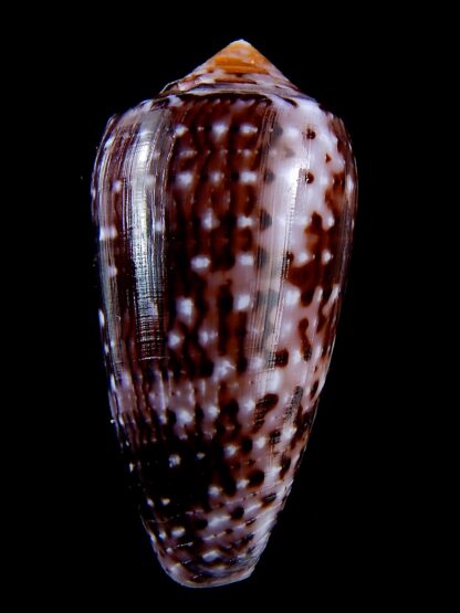 Conus floccatus floccatus ..purple ..64,7 mm Gem-36881