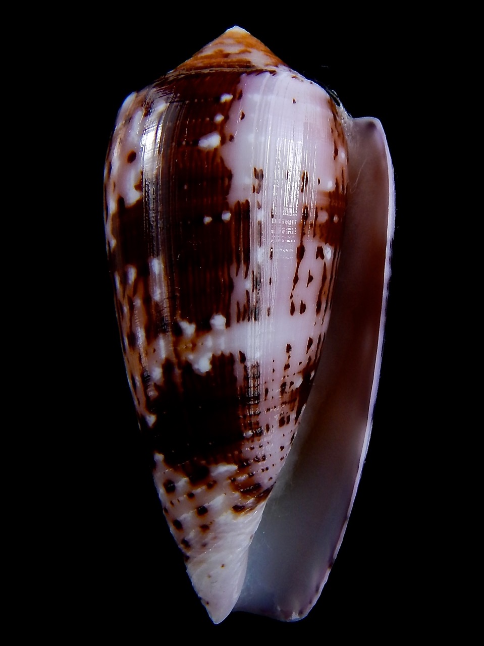 Conus floccatus floccatus ..purple ..64,7 mm Gem - Thelsica