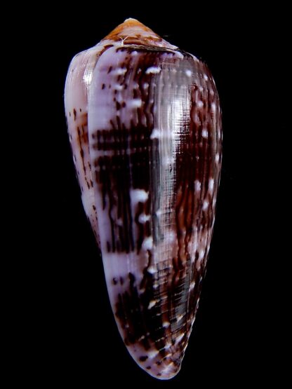 Conus floccatus floccatus ..purple ..64,7 mm Gem-36882