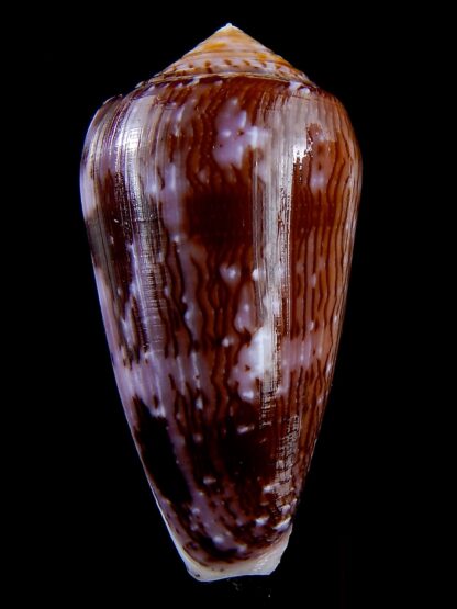 Conus floccatus floccatus ..purple ..62,3 mm Gem-36860