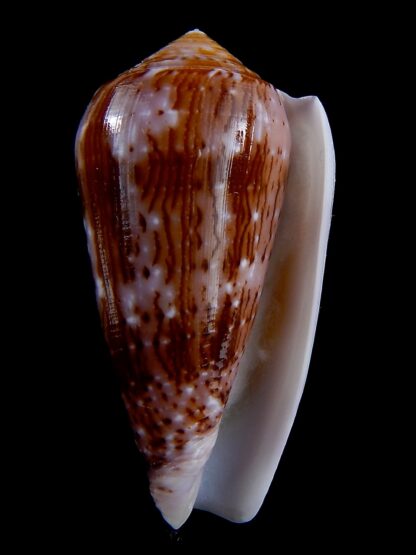Conus floccatus floccatus ..purple ..62,3 mm Gem-36863