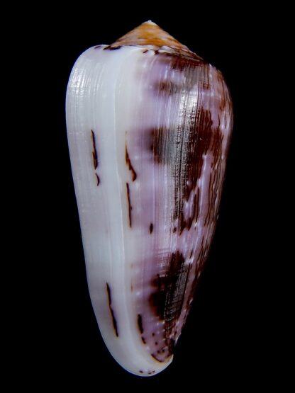 Conus floccatus floccatus ..purple ..62,3 mm Gem-36861