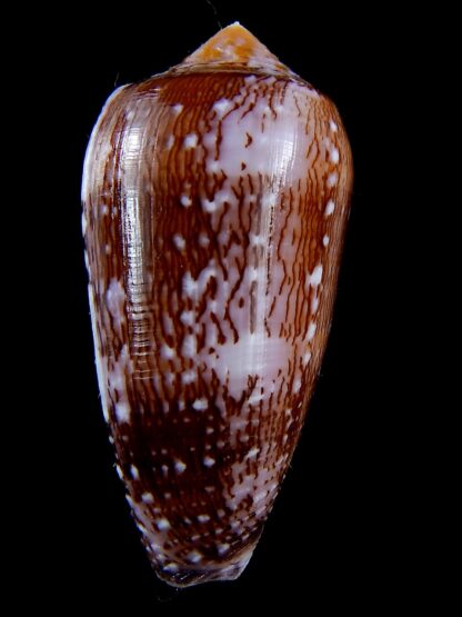 Conus floccatus floccatus ..purple ..67,2 mm Gem-36890