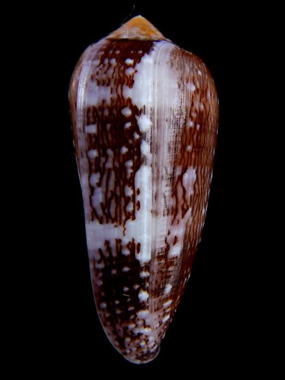 Conus floccatus floccatus ..purple ..67,2 mm Gem-36893