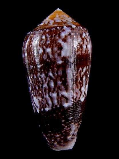 Conus floccatus floccatus ..purple ..56,9 mm Gem-36820