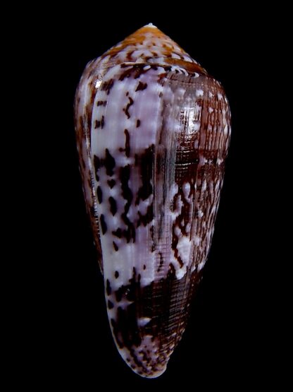 Conus floccatus floccatus ..purple ..56,9 mm Gem-36823