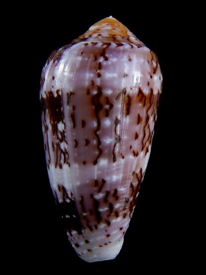 Conus floccatus floccatus ..purple ..58,6 mm Gem-36840