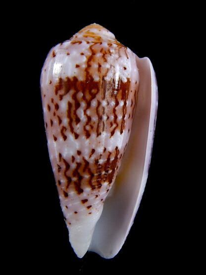 Conus floccatus floccatus ..purple ..58,6 mm Gem-36841