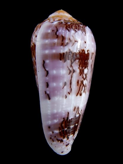 Conus floccatus floccatus ..purple ..58,6 mm Gem-36842
