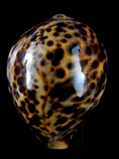 Cypraea tigris " yellow " 87 mm Gem-36934