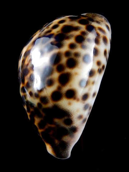 Cypraea tigris " yellow " 87 mm Gem-36936