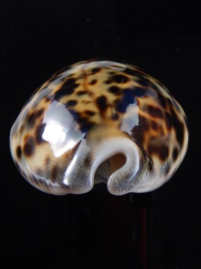 Cypraea tigris " yellow " 87 mm Gem-36937