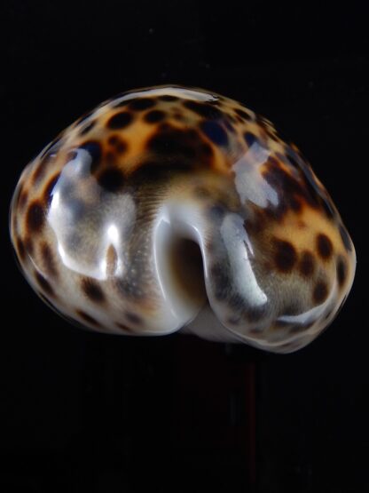 Cypraea tigris " yellow " 87 mm Gem-36939