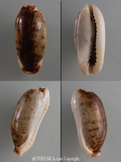Erronea cylindrica lanella N&R 34,2 mm Gem -0