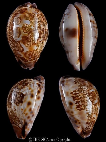 Leporicypraea mappa admirabilis 66,5 mm Gem -0