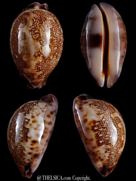 Leporicypraea mappa admirabilis 72,7 mm Gem -0