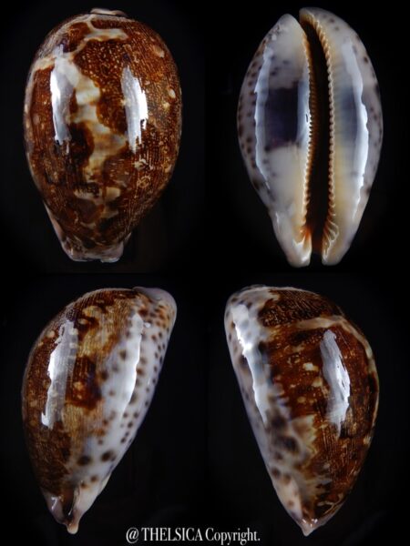 Leporicypraea mappa viridis montrouzieri... Big size... 84,2 mm F+++/Gem -0