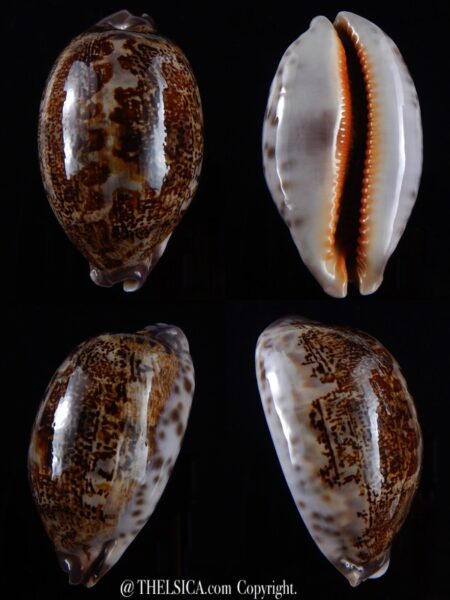 Leporicypraea rosea aliwalensis 62 mm Gem-0