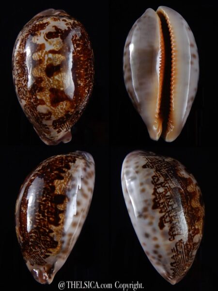 Leporicypraea rosea aliwalensis 64,9 mm Gem-0