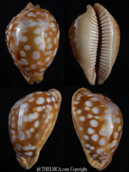 Lyncina leucodon angioyna 76,2 mm Gem-0