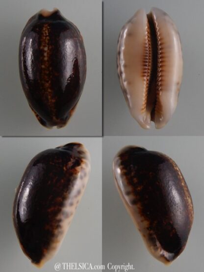 Mauritia eglantina N&R 49,7 mm Gem-0