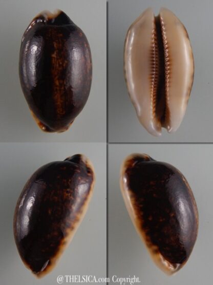 Mauritia eglantina N&R 50,7 mm Gem-0