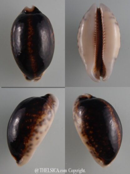 Mauritia eglantina N&R 50,9 mm Gem-0