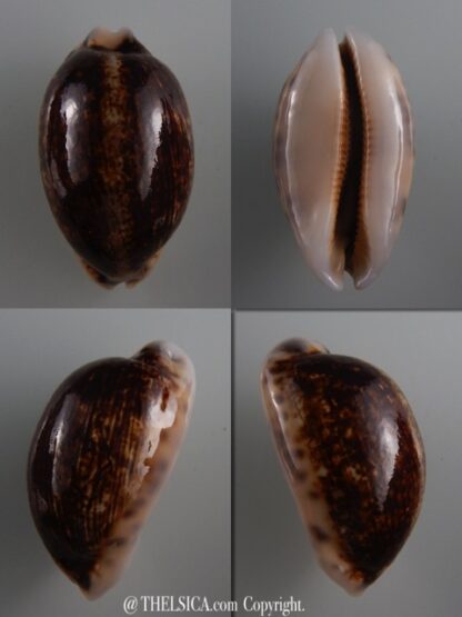Mauritia eglantina N&R 53,3 mm Gem-0
