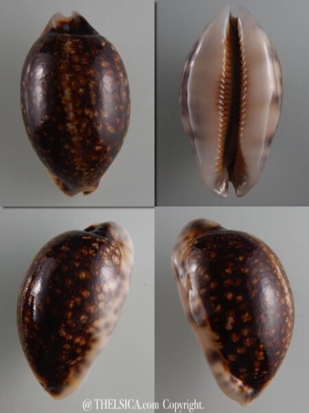 Mauritia eglantina N&R 54,3 mm Gem-0