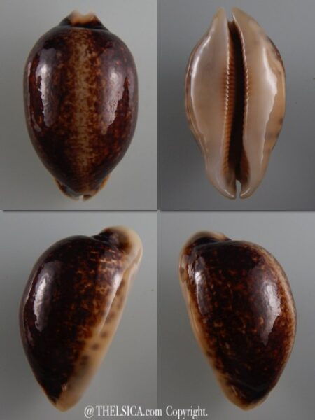 Mauritia eglantina N&R 58,4 mm Gem-0