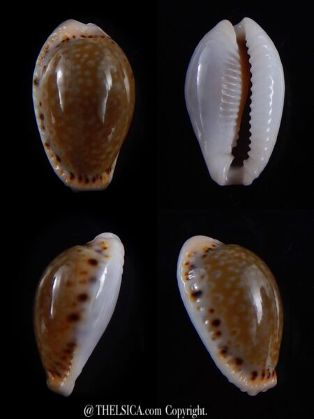 Naria cernica viridicolor 18,6 mm Gem-0