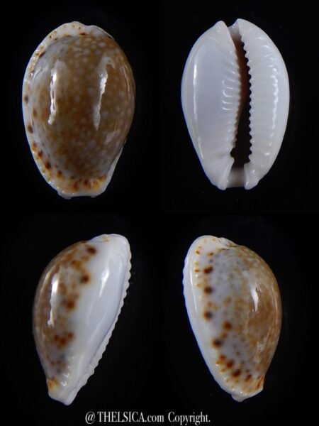 Naria cernica viridicolor 19,45 mm Gem-0