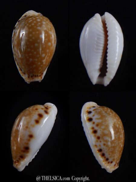 Naria cernica viridicolor 19,4 mm Gem-0